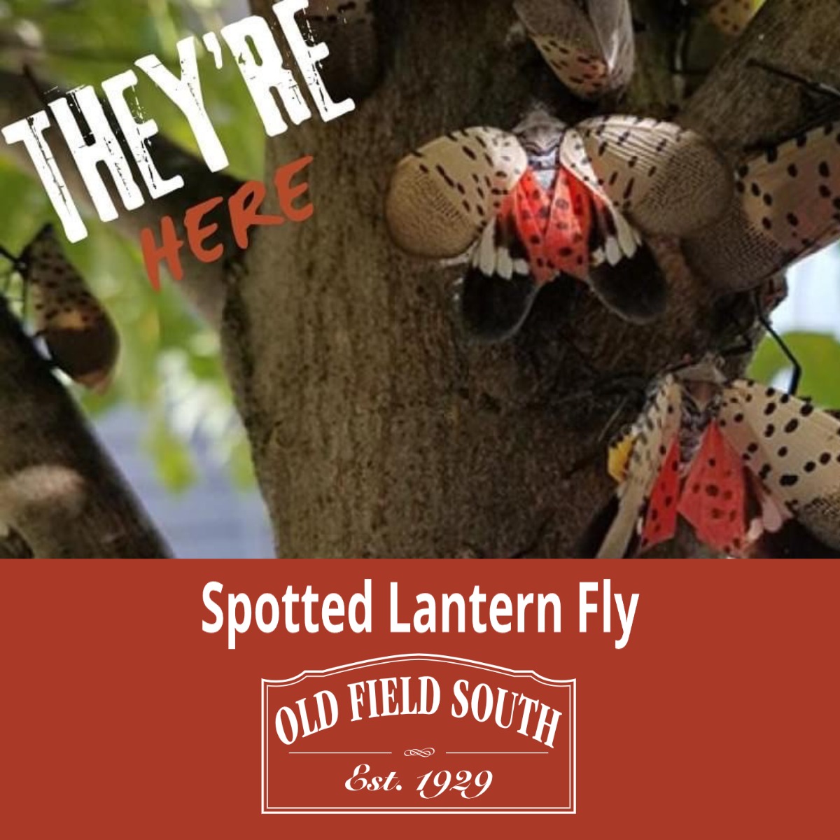 Spotted Lantern Fly